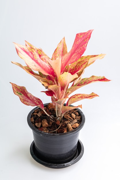 Chiuda sulla pianta rosa di aglaonema o sui sempreverdi cinesi nell'isolato nero del vaso su fondo bianco.