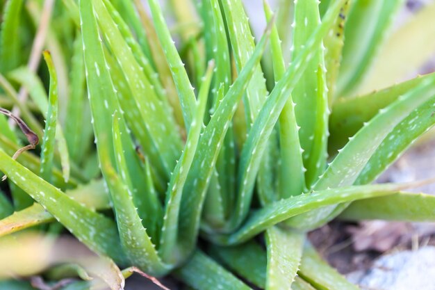 Chiuda sulla pianta verde fresca dell'aloe vera nel giardino delle erbe