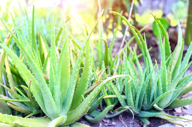 Chiuda sulla pianta verde fresca dell'aloe vera nel giardino delle erbe