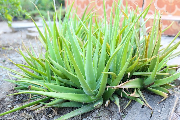 Chiuda sulla pianta verde fresca dell'aloe vera nel giardino delle erbe