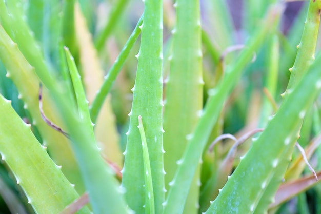 Chiuda sulla pianta verde fresca dell'aloe vera nel giardino delle erbe