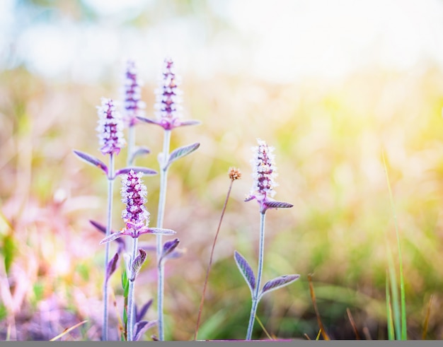 Chiuda sulla piccola priorità bassa dei fiori di colore rosa del fuoco molle