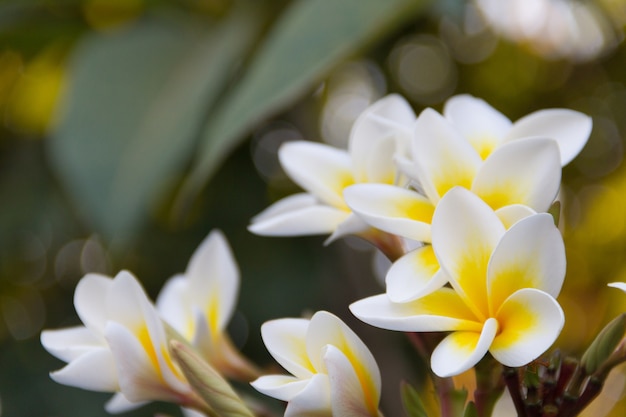 Chiuda sulla plumeria, fondo vago