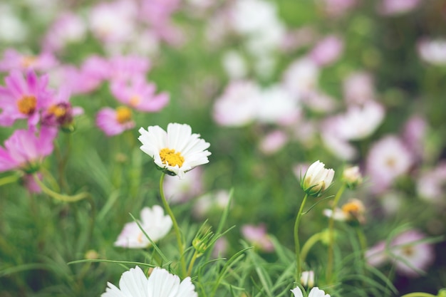 Chiuda sulla priorità bassa naturale dei fiori