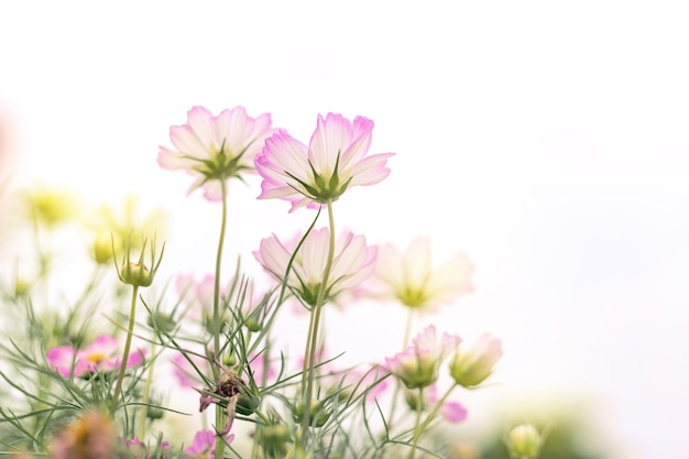 Chiuda sulla priorità bassa naturale dei fiori