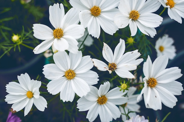 Chiuda sulla priorità bassa naturale dei fiori