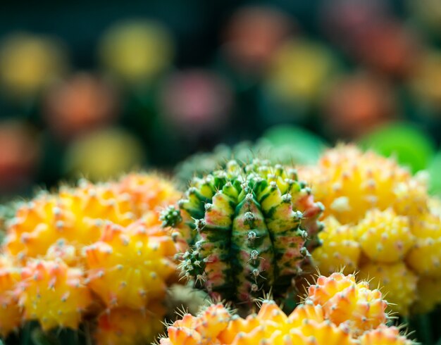 Chiuda sulla spina del cactus dall'obiettivo macro