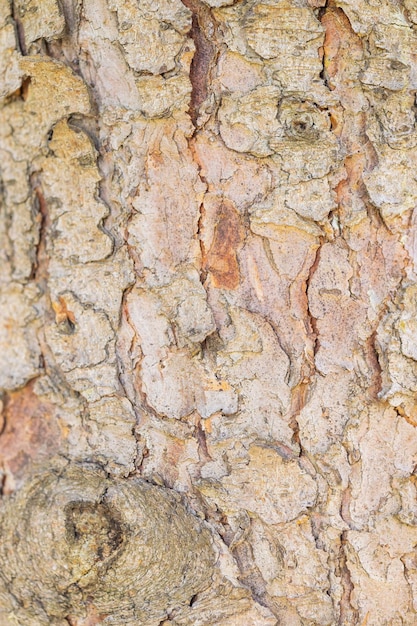 Chiuda sulla struttura della corteccia di albero come fondo di legno