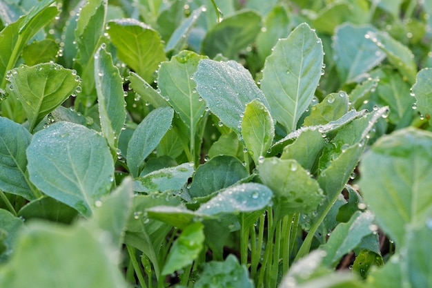 Chiuda sulla verdura del cavolo in giardino e gocce di acqua sulle foglie