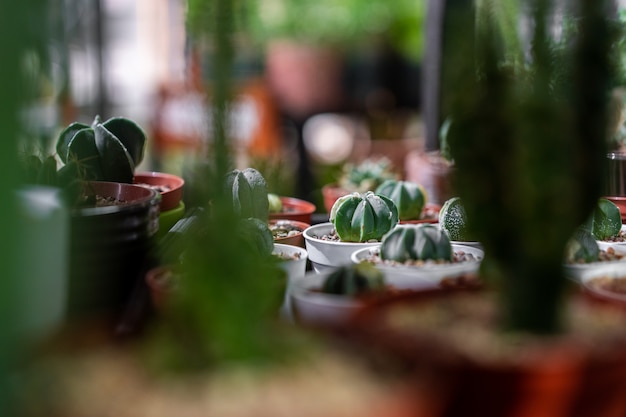 Chiuda sulla vista con il fuoco selettivo di succulente verde in un vaso di argilla nell'interno del sottotetto nello stile scandinavo