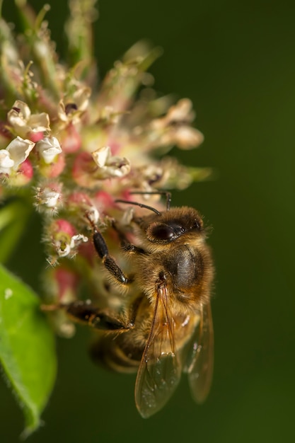 Chiuda sulla vista dell&#39;ape del miele che raccoglie il nettare da un fiore.