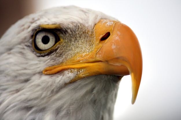 Chiuda sulla vista della testa bianca di un&#39;aquila calva americana.