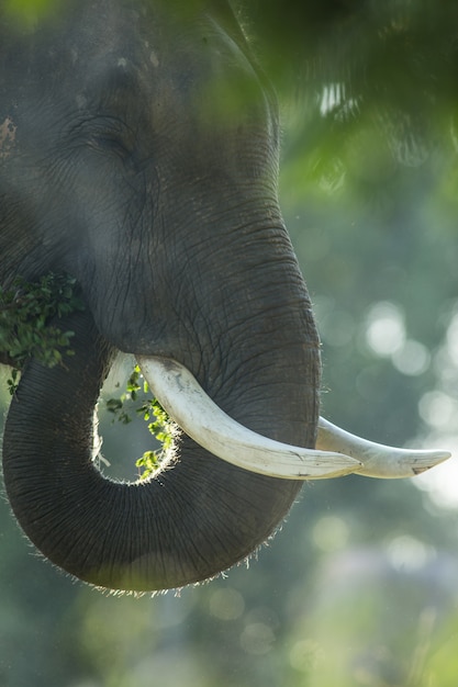 Chiuda sulla vista della testa dell&#39;elefante asiatico fotografata