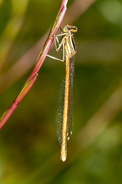 Chiuda sulla vista di bello insetto del damselfly di Featherleg bianco (latipes del Platycnemis).