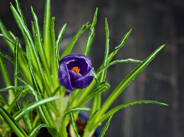 Chiuda sulla vista di piccolo fiore viola di croco