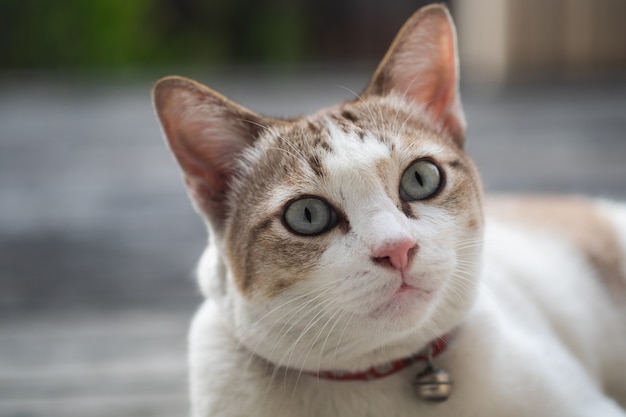 Chiuda sulla vista di un gatto sveglio, fuoco selettivo.