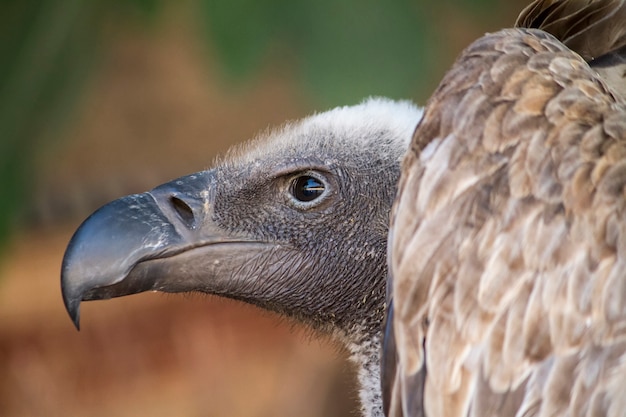 Chiuda sulla vista di un uccello di Griffon Vulture (Gyps fulvus).