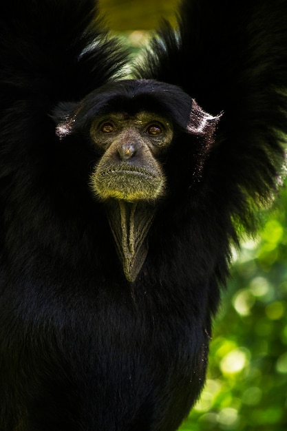 Chiuda sulla vista di una scimmia del gibbone del siamang (Symphalangus syndactylus).