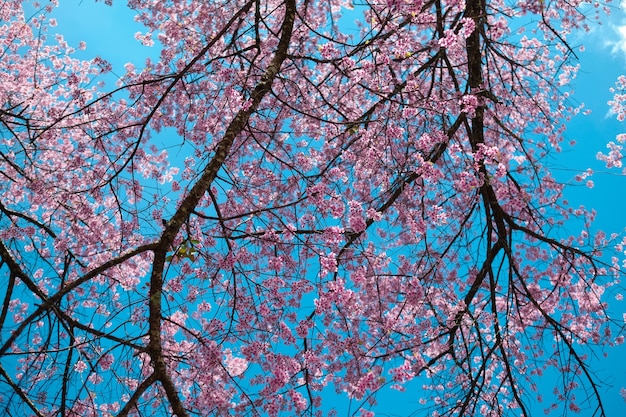 Chiuda sulla vista sakura che fiorisce sul brunch