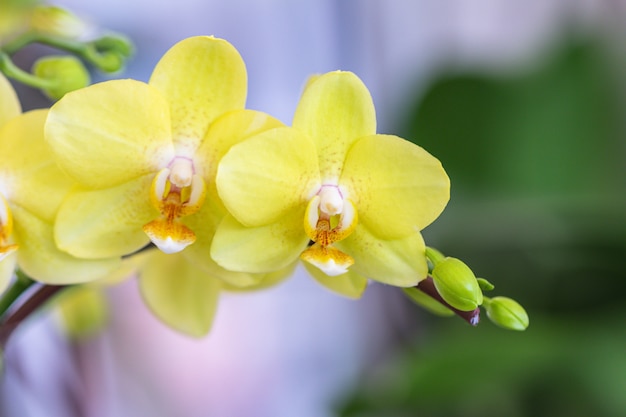 Chiuda sulle belle orchidee o orchidea di lepidottero gialle di phalaenopsis in un giardino Fiore dell'orchidea di lepidottero del fuoco selettivo.