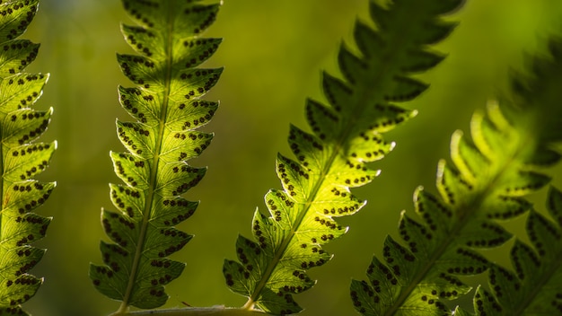 Chiuda sulle foglie della felce e le sue spore con il fondo della natura della foresta verde.