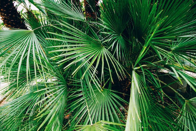 Chiuda sulle foglie di palma nel parco