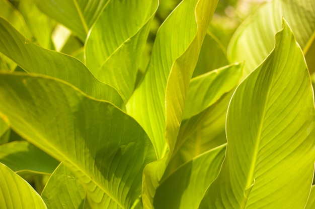 Chiuda sulle foglie tropicali fertili botaniche