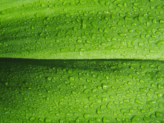 Chiuda sulle foglie verdi con le goccioline di acqua dopo la pioggia di mattina.