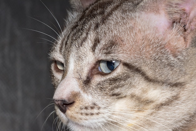 Chiuda sulle foto del gatto