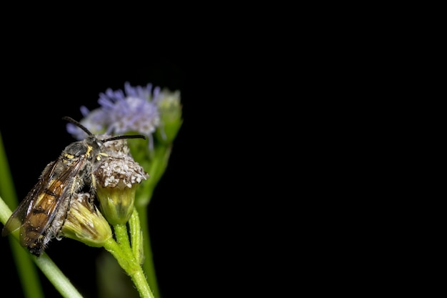 Chiuda sulle foto, insetto dell&#39;ape che mangia i fiori dell&#39;acqua dolce.