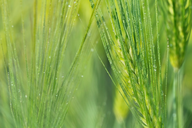 Chiuda sulle gocce di pioggia su grano verde che cresce in un campo