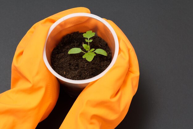 Chiuda sulle mani del giardiniere che tiene la piantina di pomodoro verde