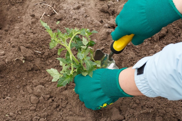 Chiuda sulle mani del giardiniere femminile in guanti che piantano una piantina di pomodoro in un terreno di un letto del giardino