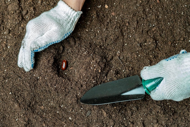 Chiuda sulle mani del seme della pianta del giardiniere in suolo b