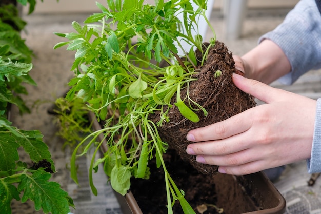 Chiuda sulle mani della donna che trapiantano i fiori sul balcone