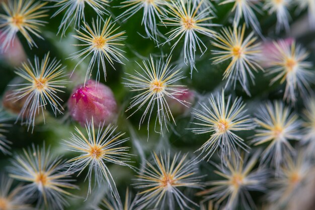 Chiuda sulle piante del cactus in giardino