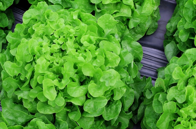 Chiuda sulle piante della lattuga che crescono nel giardino, verdura idroponica verde fresca.