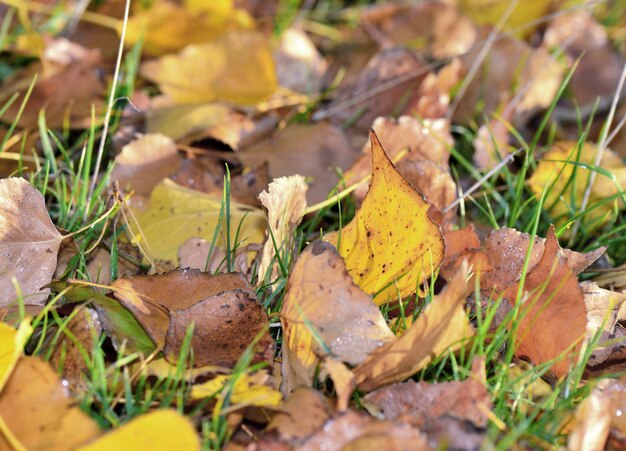 Chiudasi sulle foglie gialle e marroni con i colori autunnali nell&#39;erba