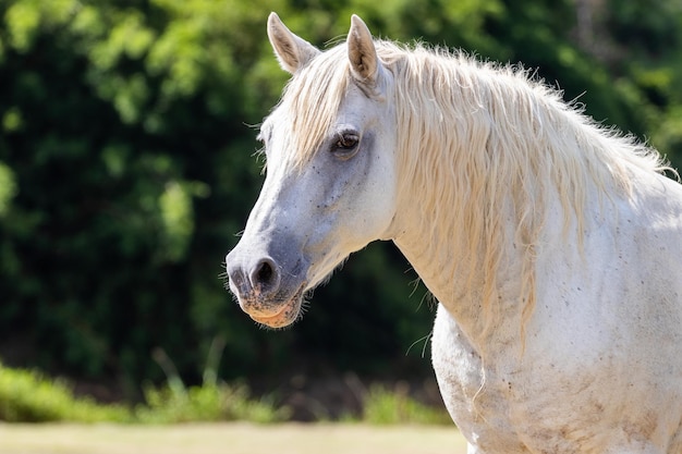 Chiudere a cavallo bianco libero