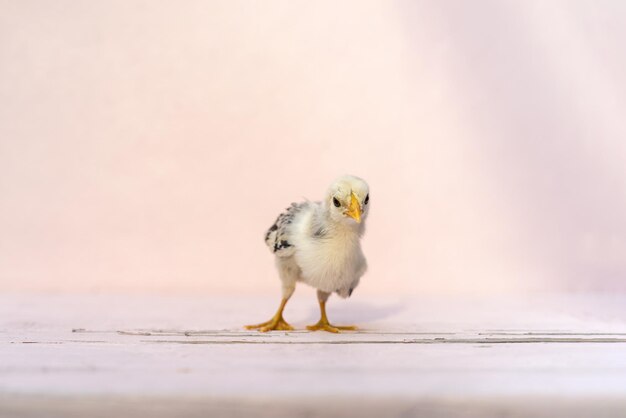 Chiudere fino a tutto il corpo bambino isolato pulcino di Amburgo in piedi sul tavolo di colore rosa pastello e parete alla luce del sole all'aperto è riconosciuto in Germania e Olanda