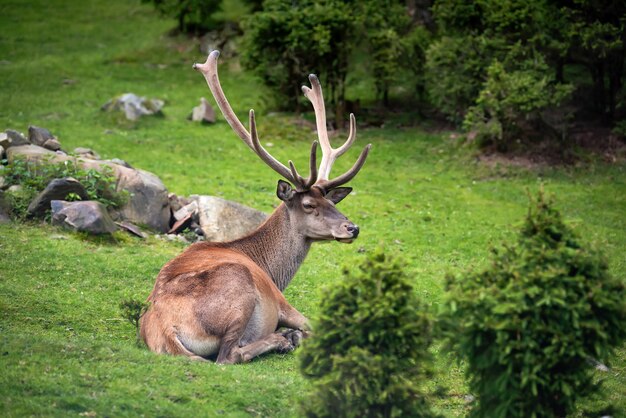 Chiudere giovane cervo maschio nella foresta estiva