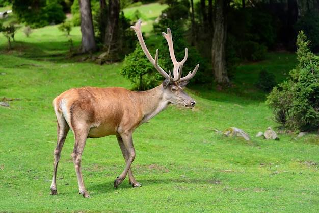 Chiudere giovane cervo maschio