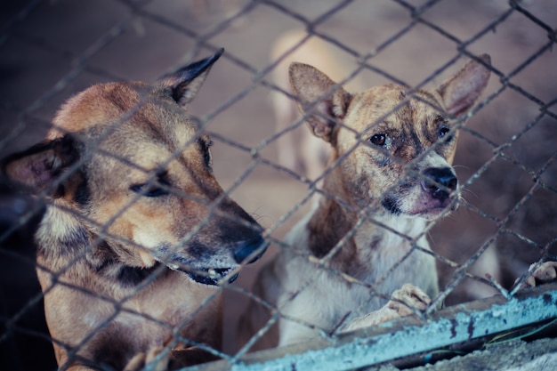 Chiudere i cani randagi. I cani randagi abbandonati senzatetto giacciono nelle fondamenta.