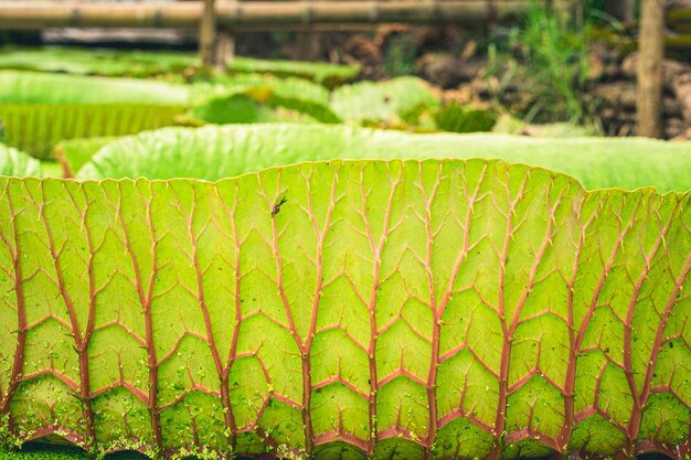 Chiudere i dettagli della natura della ninfea gigante amazzonica Victoria amazonica