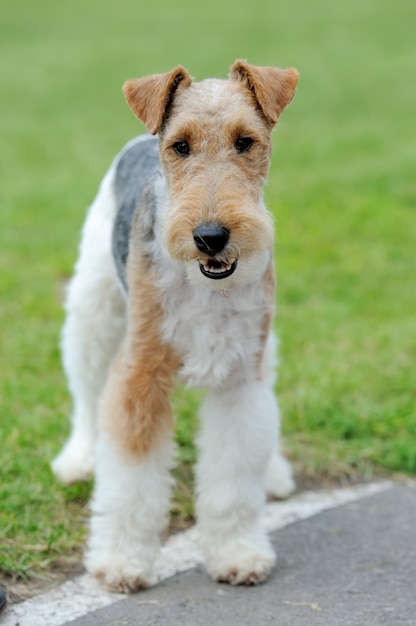 Chiudere il cane Fox Terrier in erba verde estate