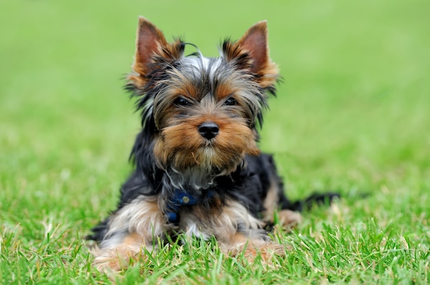 Chiudere il cane Yorkshire Terrier in erba verde estate