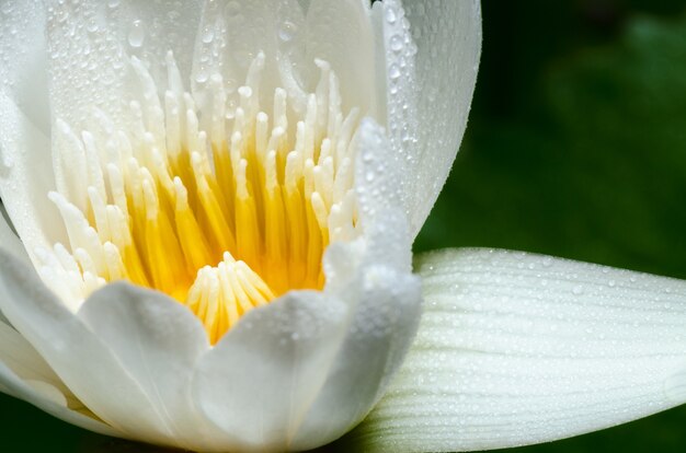 Chiudere il carpello giallo e le gocce d'acqua sui petali bianchi di un piccolo fiore di loto.