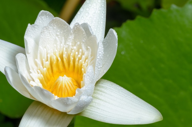 Chiudere il carpello giallo e le gocce d'acqua sui petali bianchi di un piccolo fiore di loto.