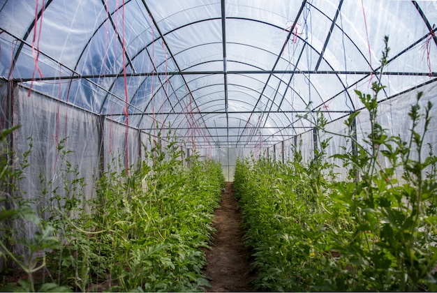 chiudere il giardino per il laboratorio a OGM