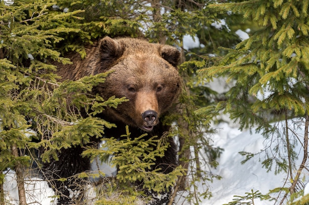 Chiudere il grande orso bruno selvaggio nella foresta invernale